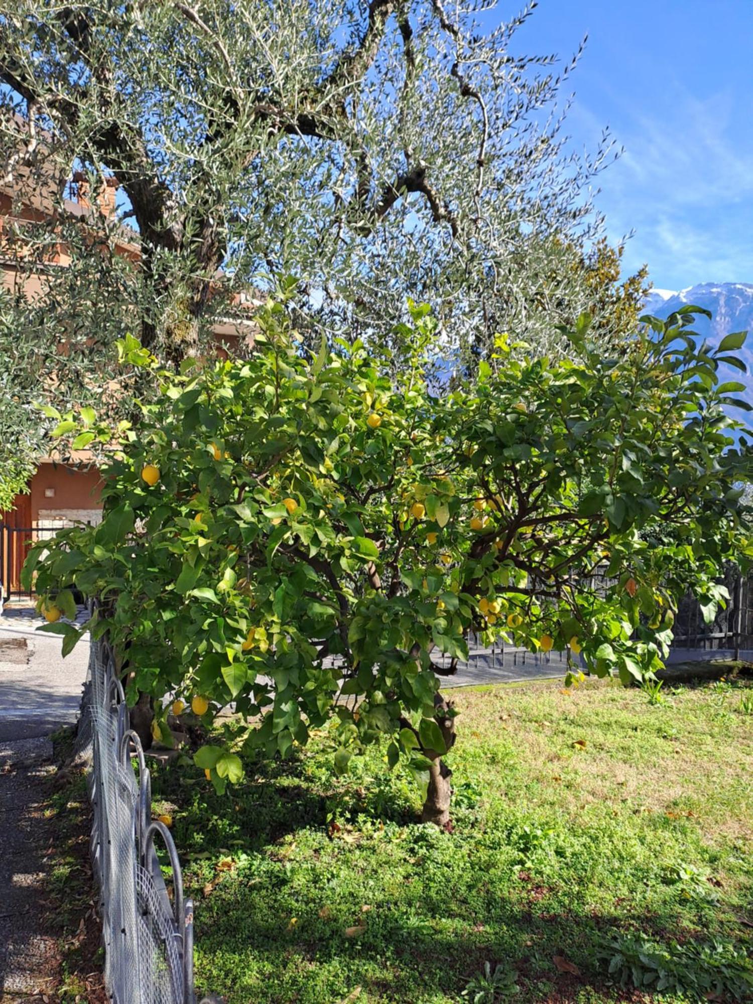 Oma Margareta Apartment Limone sul Garda Exterior photo